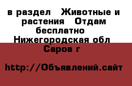  в раздел : Животные и растения » Отдам бесплатно . Нижегородская обл.,Саров г.